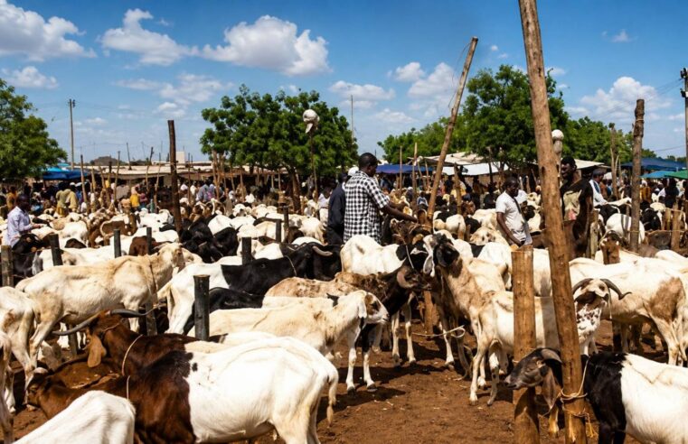 Le pari risqué du Burkina Faso : bloquer le bétail pour les fêtes, un calcul à double tranchant