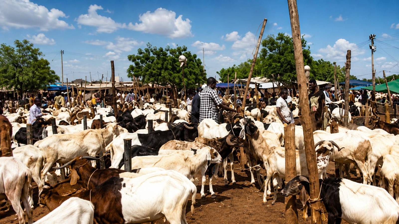 Le pari risqué du Burkina Faso : bloquer le bétail pour les fêtes, un calcul à double tranchant