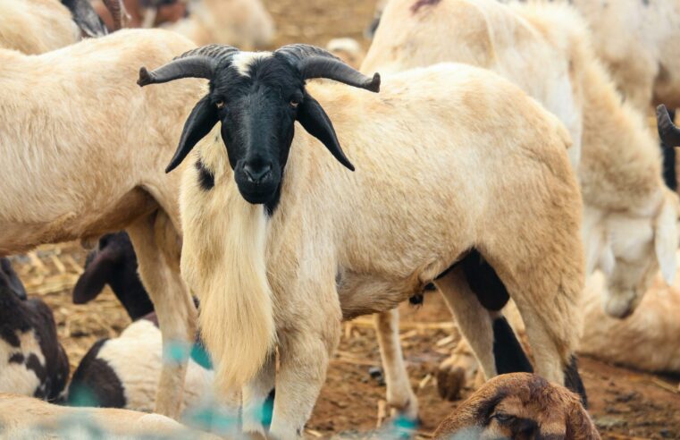 Tabaski au Sénégal : pourquoi le mouton devient un fardeau financier