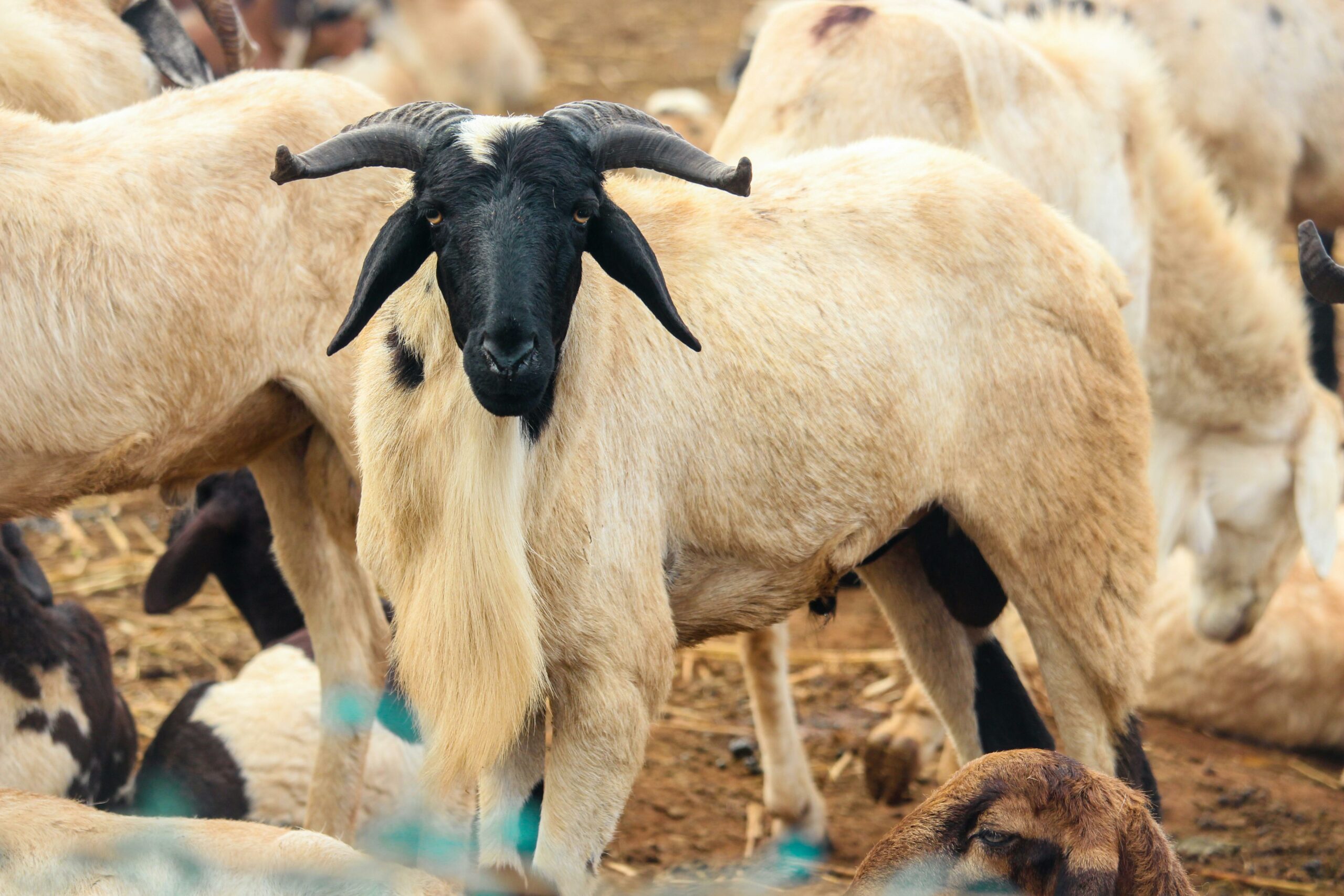 Tabaski au Sénégal : pourquoi le mouton devient un fardeau financier