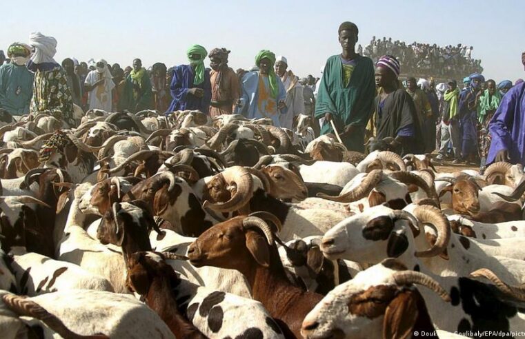 Escorte militaire pour les moutons de tabaski à Bamako