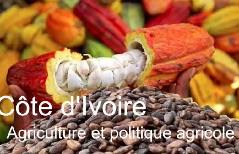 Côte d&rsquo;Ivoire : l&rsquo;agriculture, pilier économique malgré les défis persistants