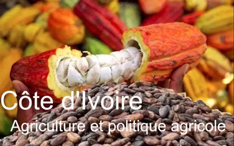 Côte d&rsquo;Ivoire : l&rsquo;agriculture, pilier économique malgré les défis persistants