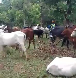 Braquage de bétail au Bamingui-Bangoran : mercenaires russes et FACA sous le feu des critiques