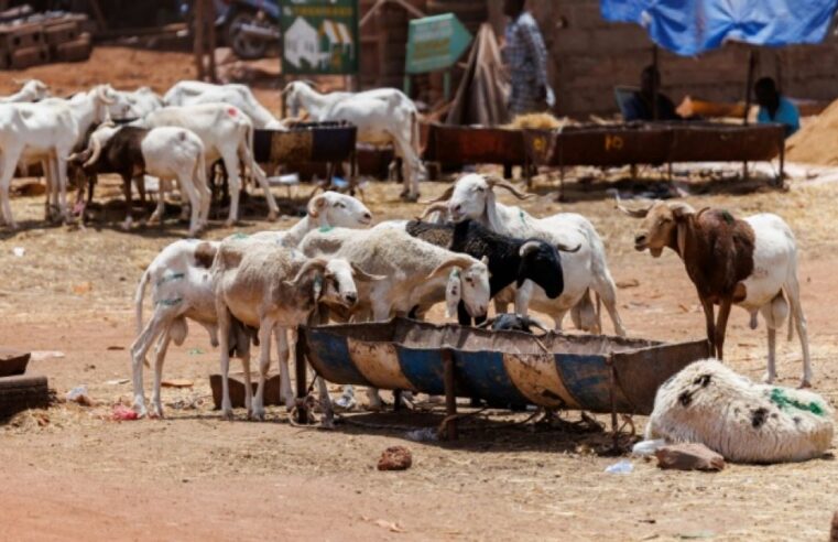 Tabaski à Bamako : la résistance face au blocus jihadiste
