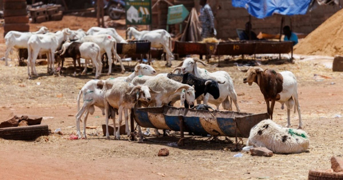 Tabaski à Bamako : la résistance face au blocus jihadiste