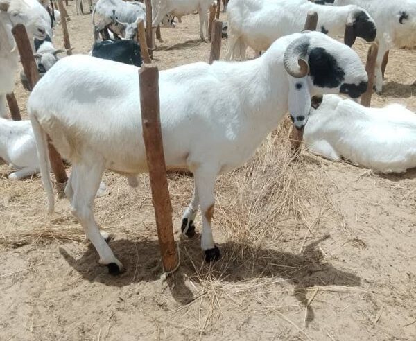 Tabaski à Niamey : les prix du mouton s&rsquo;envolent malgré l&rsquo;abondance