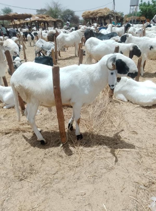 Tabaski à Niamey : les prix du mouton s&rsquo;envolent malgré l&rsquo;abondance