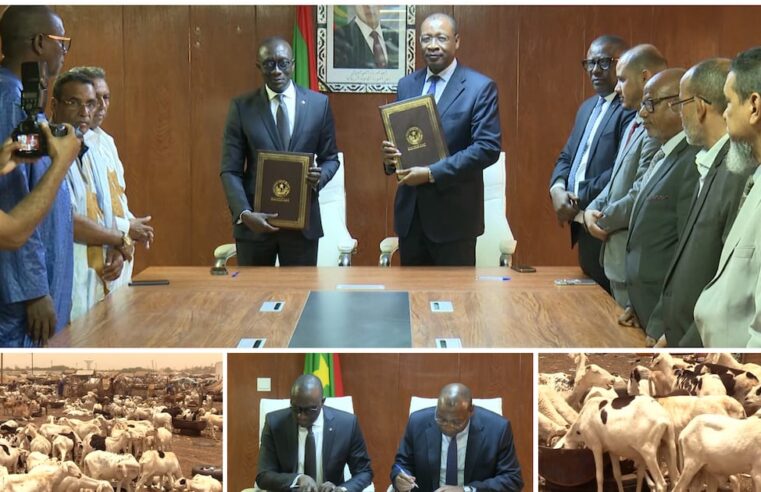 Un flux vital de béliers mauritaniens pour la Tabaski au Sénégal