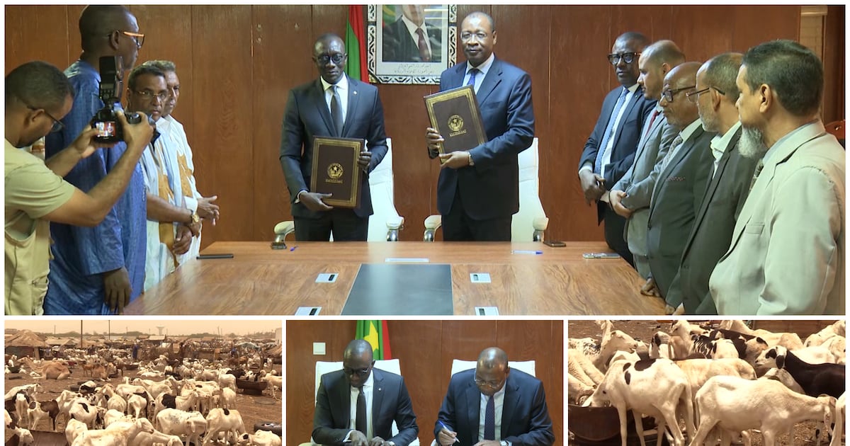 Un flux vital de béliers mauritaniens pour la Tabaski au Sénégal