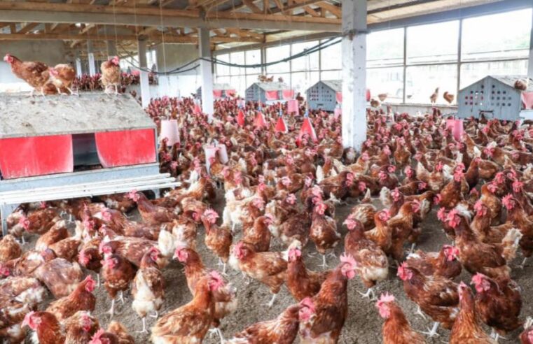 Le Gabon face à son dilemme : souveraineté alimentaire et promotion des champions locaux