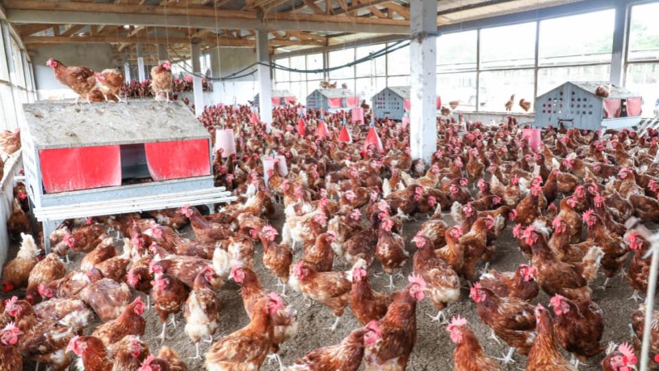 Le Gabon face à son dilemme : souveraineté alimentaire et promotion des champions locaux