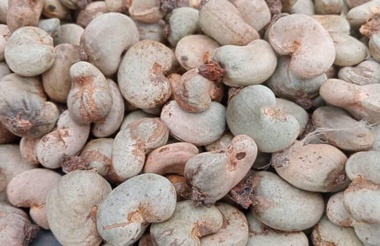 Mauvaise récolte d&rsquo;anacardes en Côte d&rsquo;Ivoire : le Bounkani en première ligne