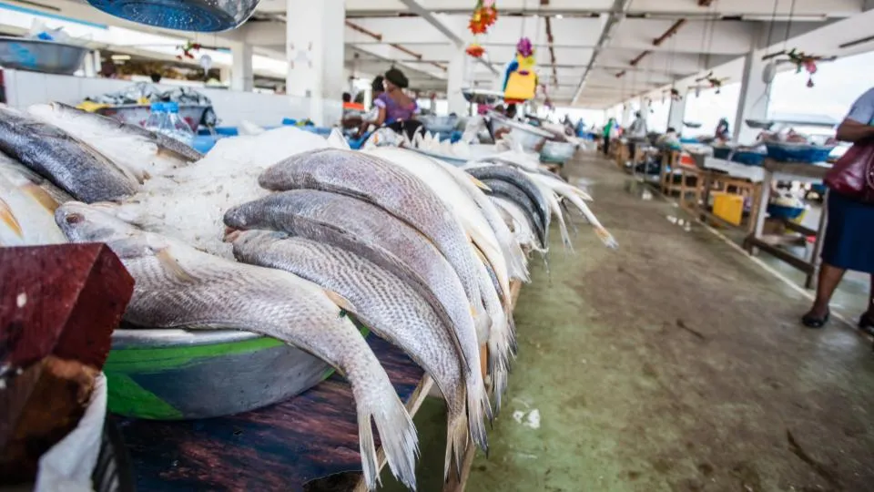 Le Gabon met fin à son accord de pêche avec l&rsquo;union européenne