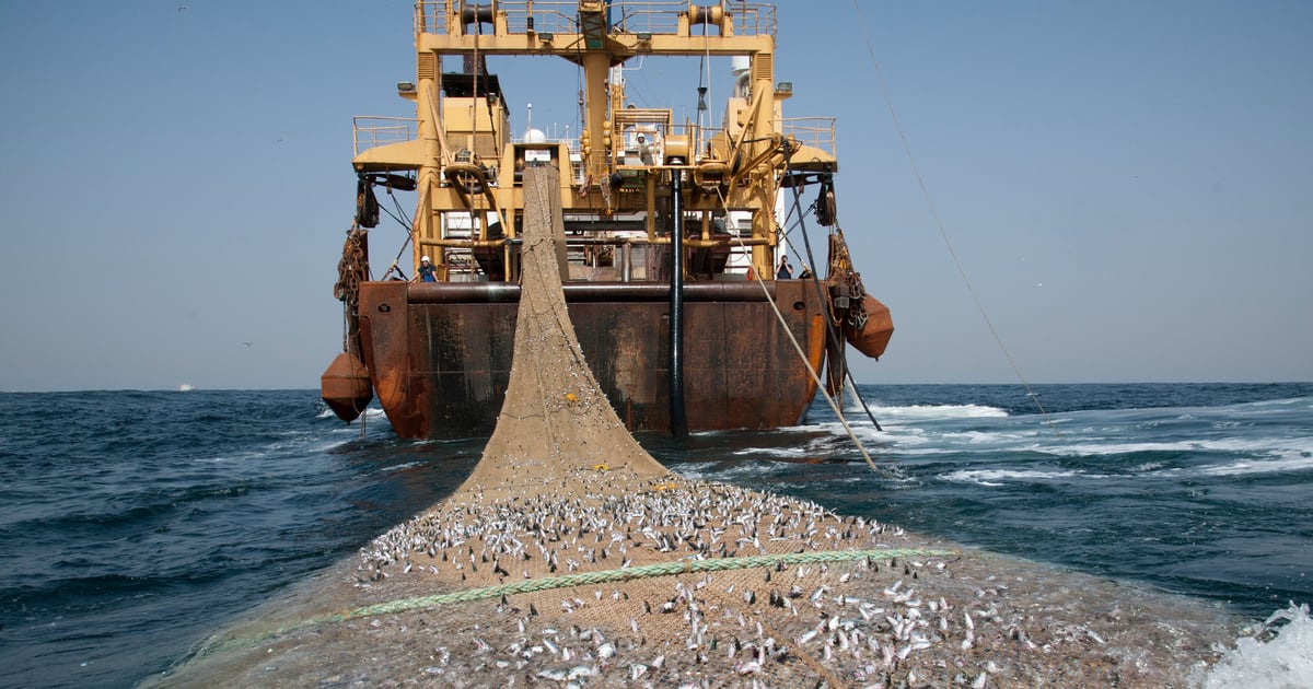 Le Gabon met fin à l&rsquo;accord de pêche avec Bruxelles