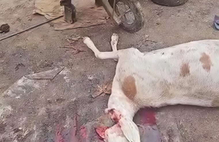 Abéché : un abattoir clandestin démantelé à Farik Aguek