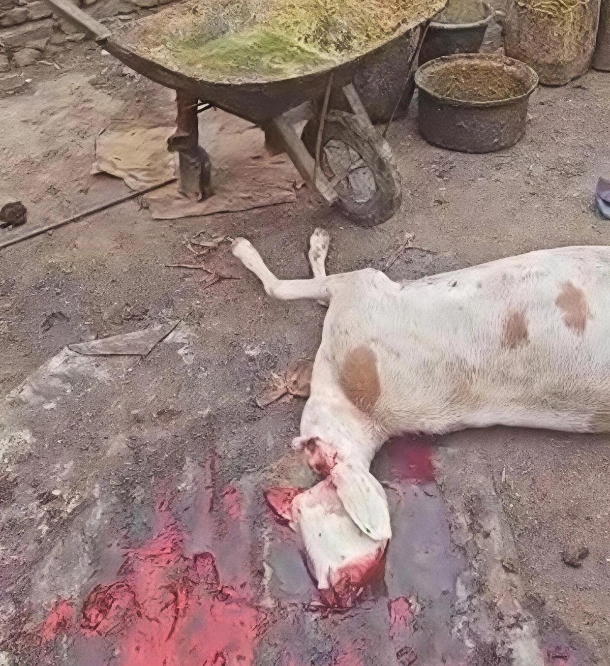 Abéché : un abattoir clandestin démantelé à Farik Aguek