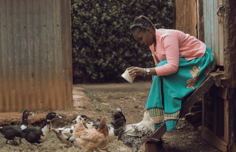Aviculture au Gabon : le géant guinéen SonoCo mise sur 15 millions de poulets
