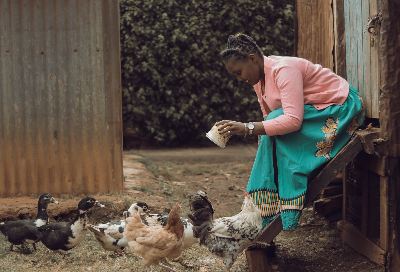 Aviculture au Gabon : le géant guinéen SonoCo mise sur 15 millions de poulets