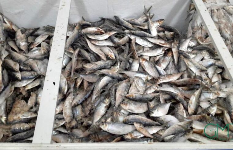 Le Gabon restreint l&rsquo;exportation de poissons pour sécuriser l&rsquo;approvisionnement local