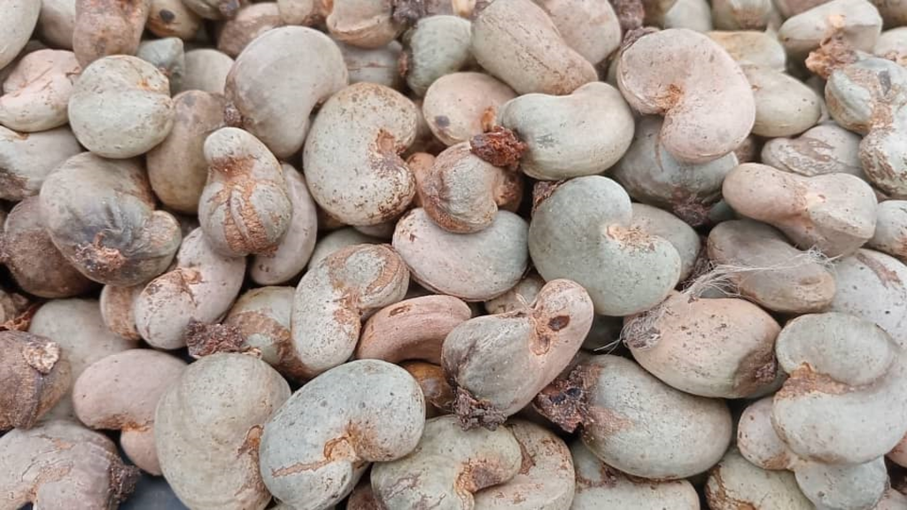 Récolte d'anacardes en baisse dans le Bounkani due aux aléas climatiques et aux pratiques culturales inadaptées.