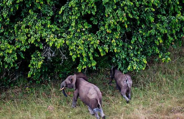 Le Gabon hisse ses parcs nationaux au sommet des standards mondiaux de conservation
