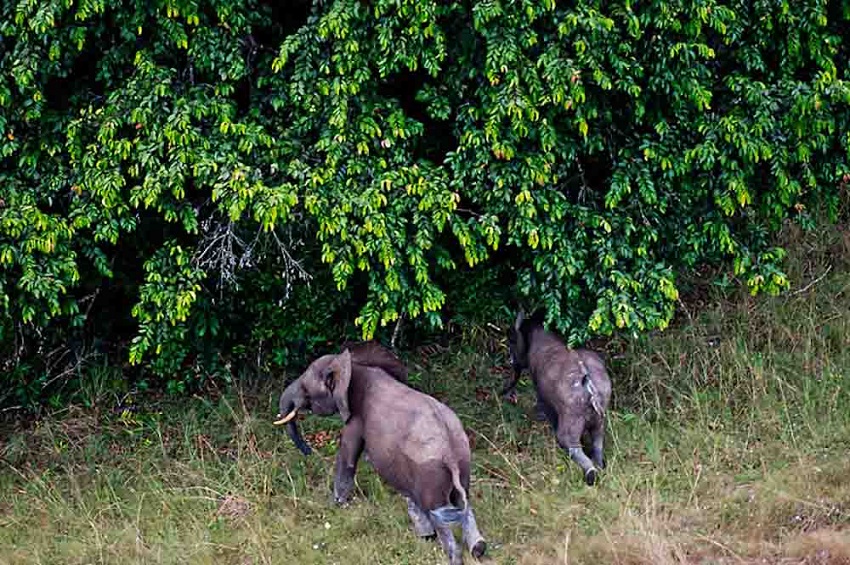 Le Gabon hisse ses parcs nationaux au sommet des standards mondiaux de conservation