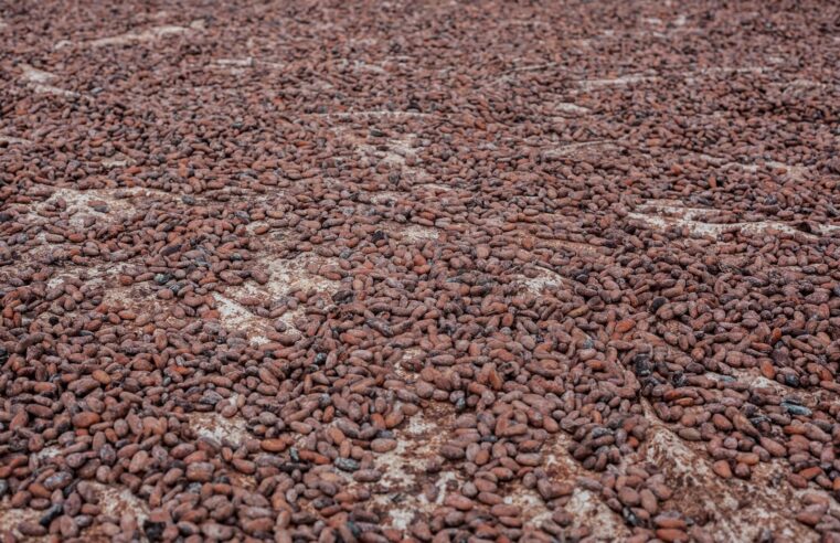 Cameroun : un nouveau record de prix pour le cacao, mais à quoi cela signifie-t-il ?