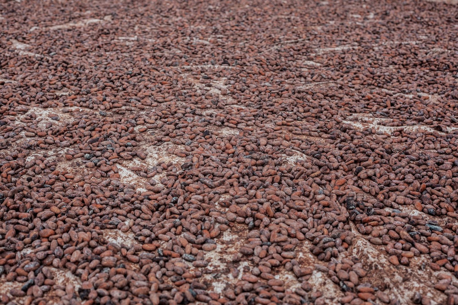 Cameroun : un nouveau record de prix pour le cacao, mais à quoi cela signifie-t-il ?