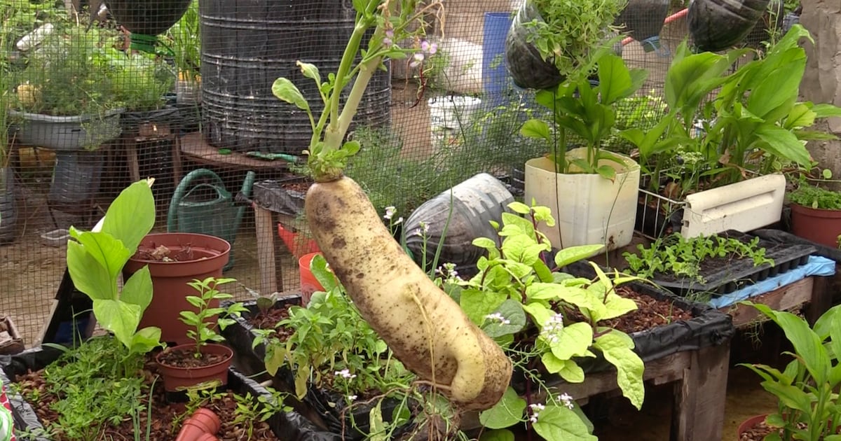 Circuits courts au Mali: quand Bamako mise sur l&rsquo;agroécologie pour une alimentation saine