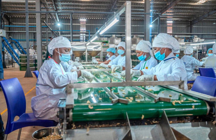 Cajou en Côte d&rsquo;Ivoire : une convention historique pour booster la transformation locale