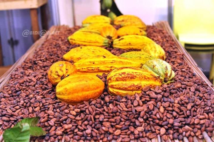 Côte d’ivoire : les prix bord champ du café annoncés lors des JNCC 2026