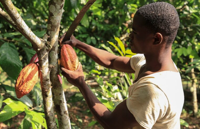 Cameroun : les planteurs de cacao face à l&rsquo;espoir et aux défis persistants