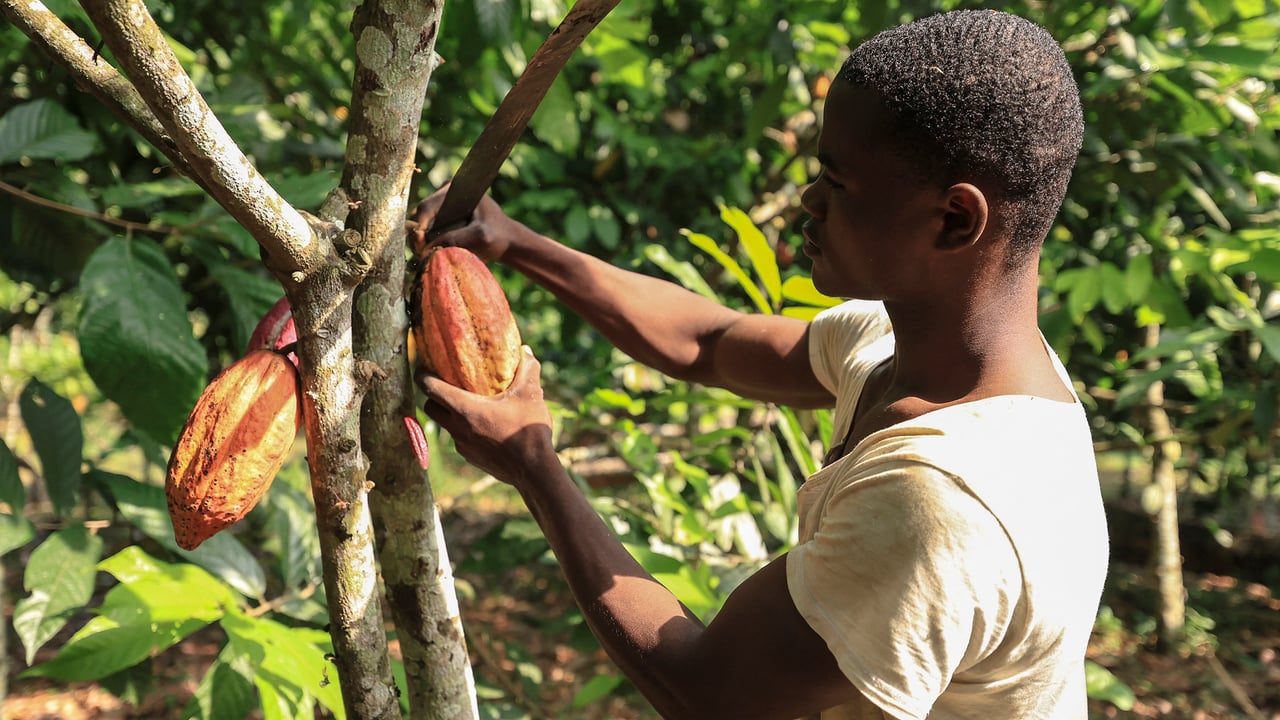 Cameroun : les planteurs de cacao face à l&rsquo;espoir et aux défis persistants