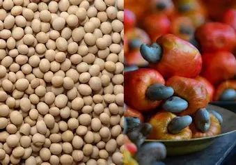 Médias agricoles Bénin : une protection renforcée pour les producteurs