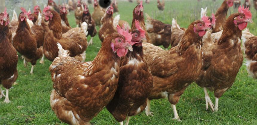Gabon 2027 : comment la filière avicole locale peut faire basculer la souveraineté alimentaire