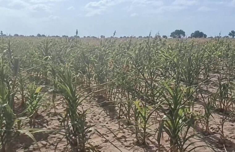 Tougan : le tournant manqué d&rsquo;une souveraineté qui sacrifie ses producteurs