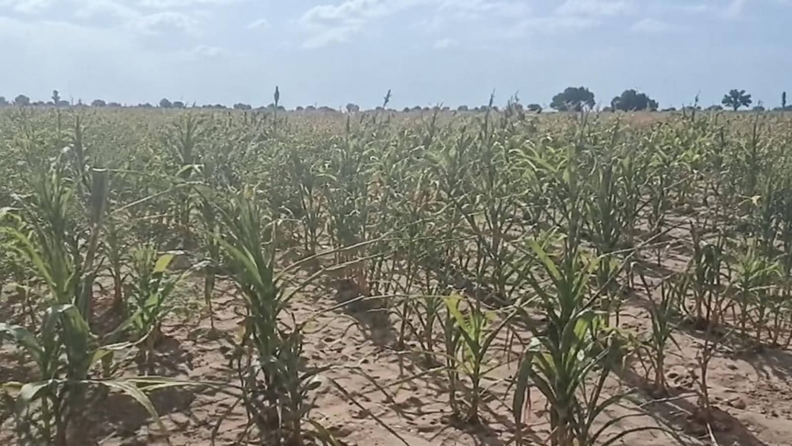Tougan : le tournant manqué d’une souveraineté qui sacrifie ses producteurs