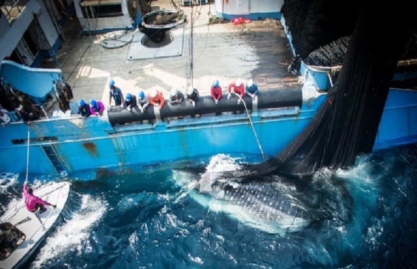 Accord de pêche Gabon-ue : le virage stratégique qui va tout changer